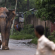 The confused wild male elephant chases people on a road as it crosses a highway on the outskirts of Guwahati.